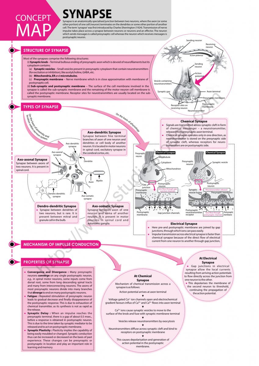 Neet Biology Synapse Concept Map 4263